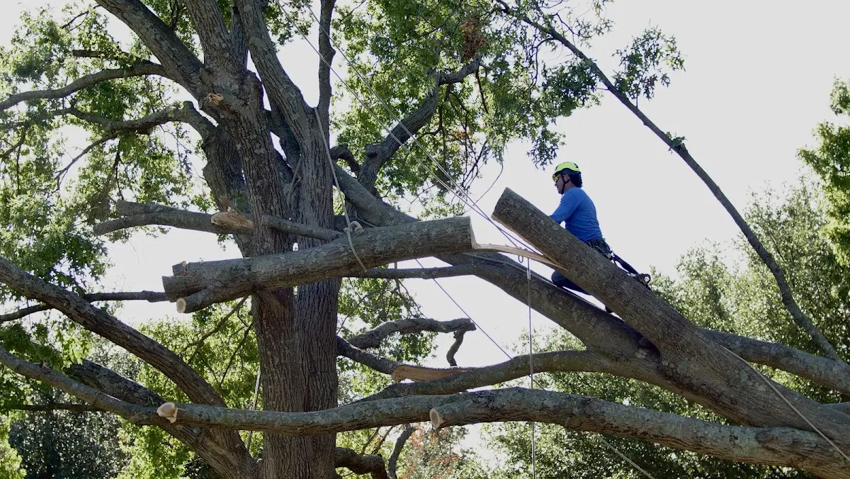 Professional Crown Thinning performed by certified arborists in Sangerfield