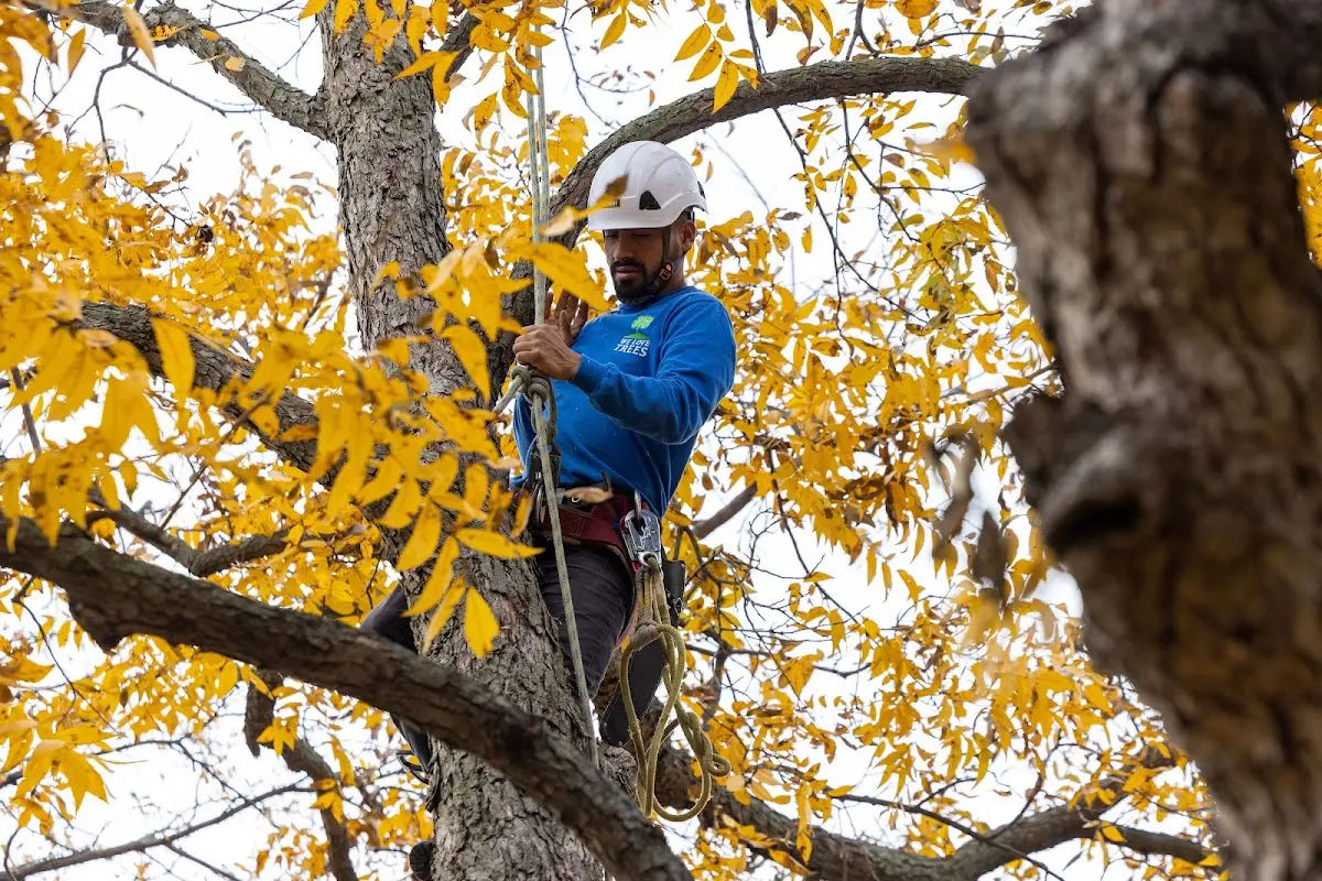 Skilled Tree Pruning crew working in Sangerfield