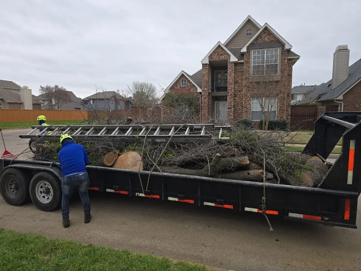 Expert Tree Removal with proper safety equipment in Sangerfield